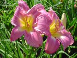 daylilies Always Tomorrow