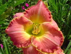 Better Than Ever daylily