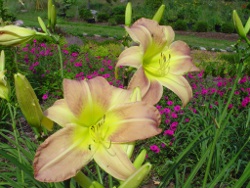 BIG DOLLY daylilies