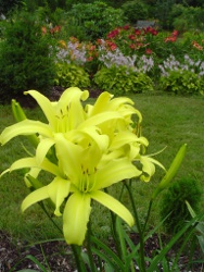 daylily Boney Marony