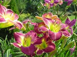 daylily Candlelight & Cabernet