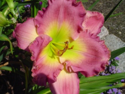 daylilies Chance Encounter