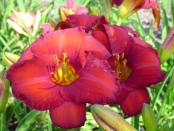 CHICAGO APACHE daylily