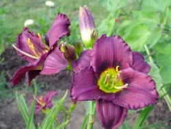 daylily Cinderellas Dark Side