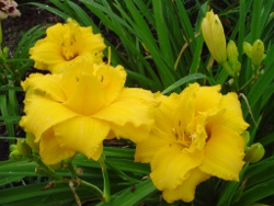 Condilla daylily