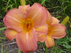 Cookie Monster daylily