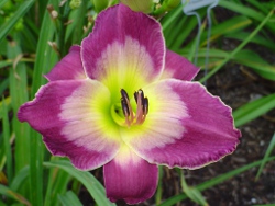 daylily Court Magician