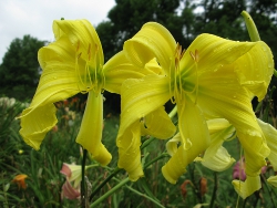 daylilies Dancing With Ellen
