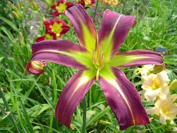 Dark Star daylilies