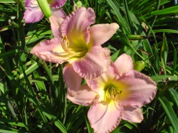 daylily Downeast Lady