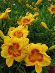 Fooled Me daylilies