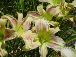 daylily Francis Splashed Me