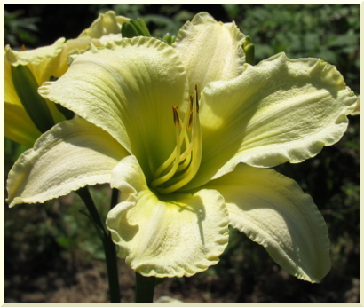 Daylily Frostbite Falls