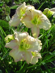 daylily Frosted Vanilla