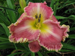 Daylily HER ROYAL PINKNESS