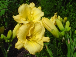 Long Lesson Showoff daylily