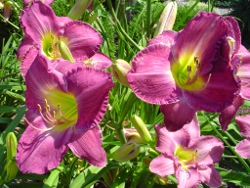 daylily Long Lesson Summer Gift