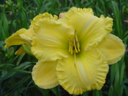 Madagascal Moon daylily