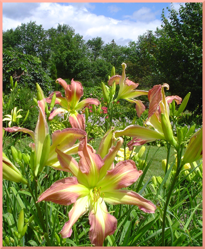 Peacock Uprising daylilies