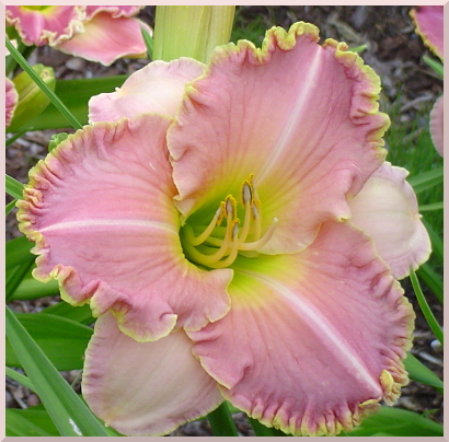 daylily Princess Pink Cheeks