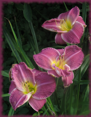 daylilies Purple Tuff Enuff