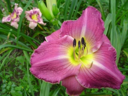 daylilies Purple Tuff Enuff