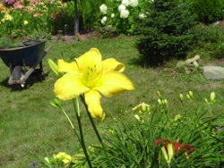 daylily Sears Tower