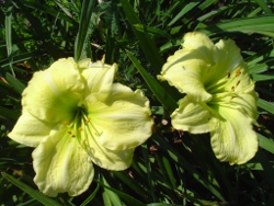 daylilies Siloam Frosted Mint