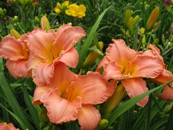 daylily Simple Splendor