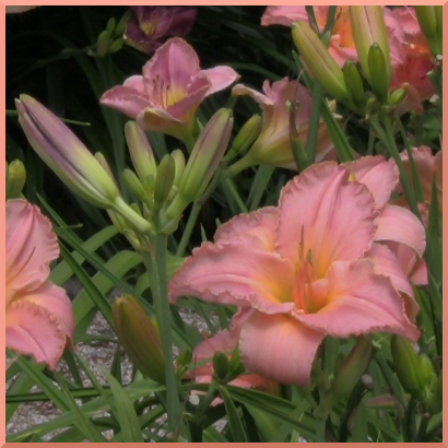 Simple Splendor daylilies
