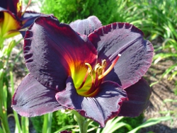 Smith Brothers daylily