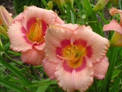 Strawberry Candy daylily