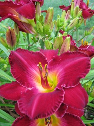 Daylily TEABERRY TYCOON
