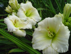 daylilies Tet Polar Picture