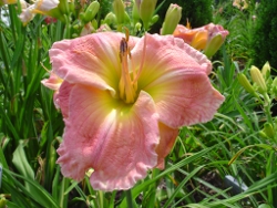 daylily Texas Morning Melody