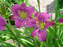 daylily That's That