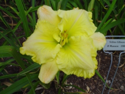 daylily Velma Gibson