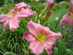 Victor Herbert daylily