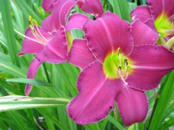 daylily Vintage Burgundy