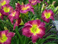 daylily Violet Shadows