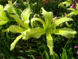 Walt Reinke daylily