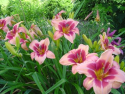 daylily Watermelon Time