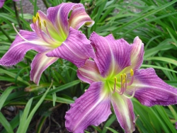 What's What daylily