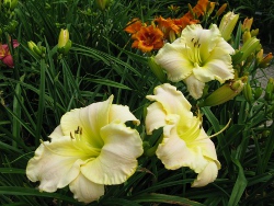 White Summer daylily