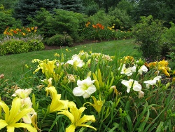daylily White Temptation