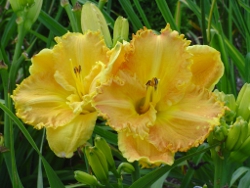 daylily Yuma