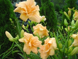 daylily Zella Virginia